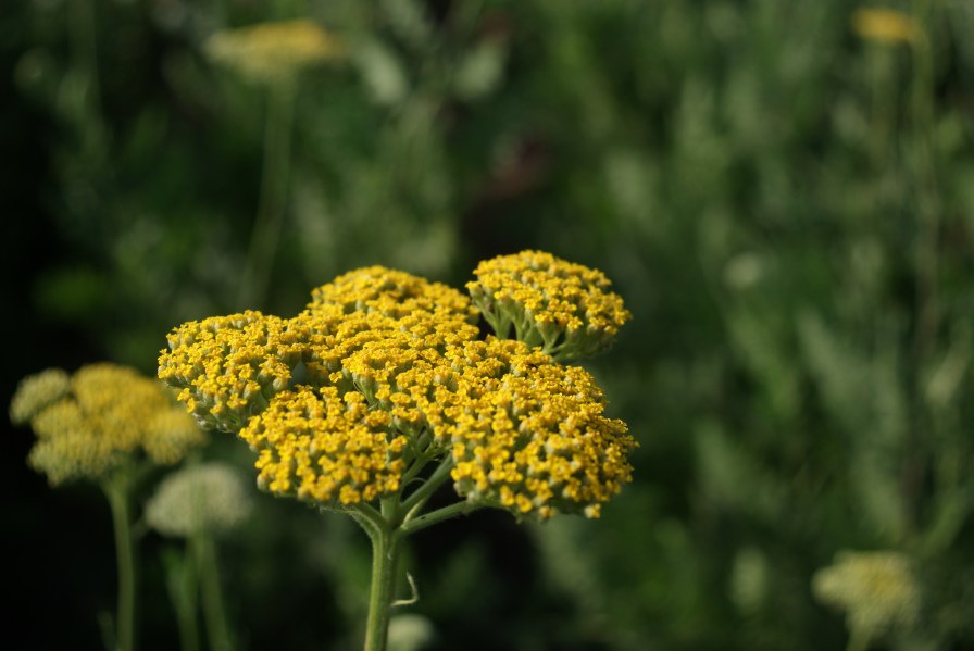 11.00 Achillea filipendulina Cloth of Gold (Parkers var) (2)